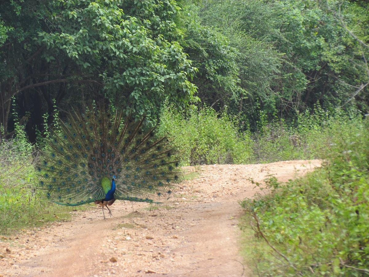Castle Resort Yala Tissamaharama Exteriör bild